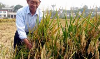 杂交水稻哪年发明出来的 杂交水稻是哪一年